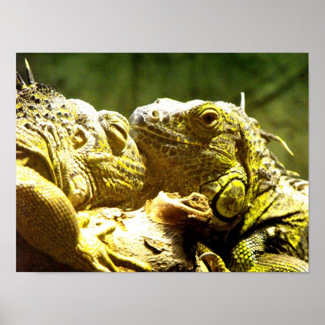 Green iguanas head to head poster (Front)