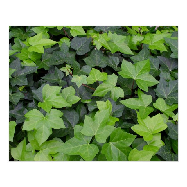 Green Ivy Botanical Print (Front)