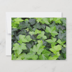 Green Ivy Botanical Print Card