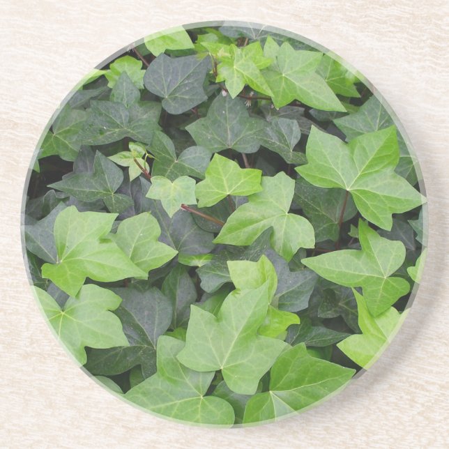 Green Ivy Botanical Print Coaster (Front)