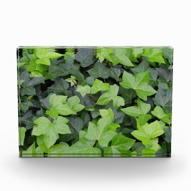 Green Ivy Botanical Print Photo Block (Front)