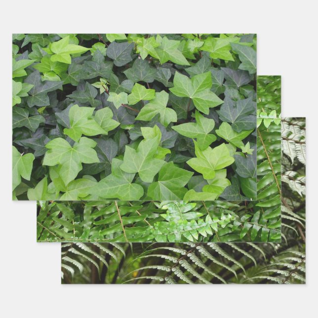 Green Ivy Botanical Print Wrapping Paper Sheet (Set)