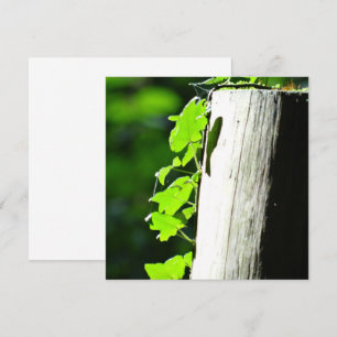 Green ivy leaves at a tree trunk