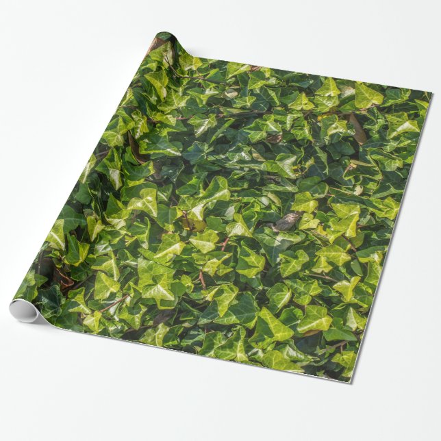 Green Ivy Wrapping Paper (Unrolled)