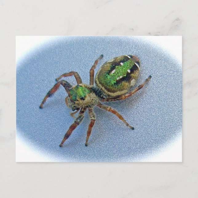 Green Jumping Spider (Salticidae) Postcard (Front)