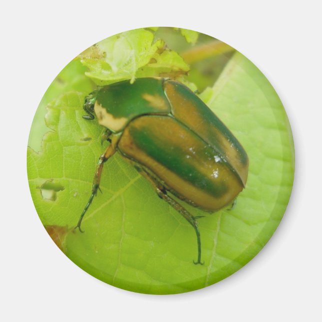 Green June Beetle Magnet (Front)