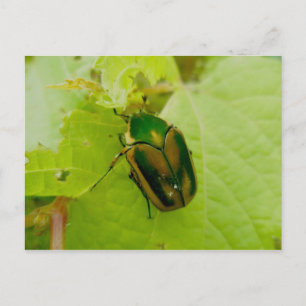 Green June Beetle Postcard