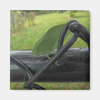 Green Katydid on Black Fence Magnet