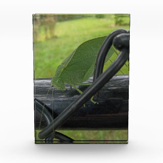 Green Katydid on Black Fence Photo Block