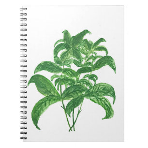 Green kitchen botanical plants herbs Basil Notebook