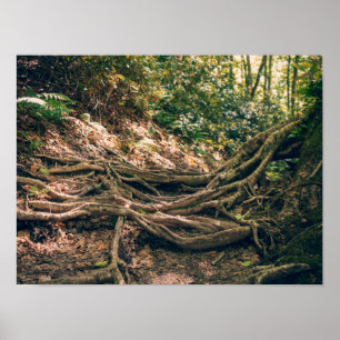 Green Knob Trail Blue Ridge Mountains Poster