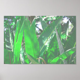 Green leaf banana type plant leaves pastel poster