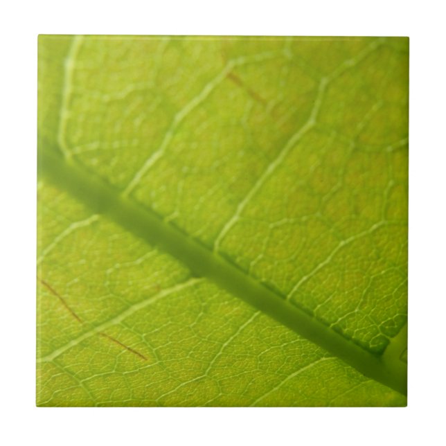 Green Leaf Botanical Nature Photography Tile (Front)