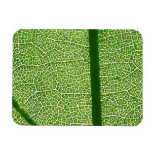 Green Leaf Close Up Magnet