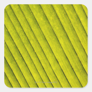 Green Leaf in a Botanical Garden 3 Square Sticker