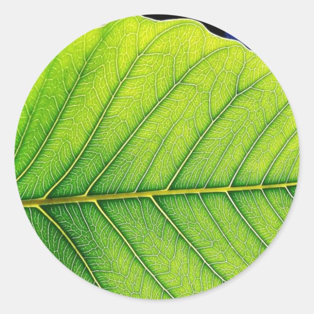 Green Leaf Leaves Classic Round Sticker (Front)