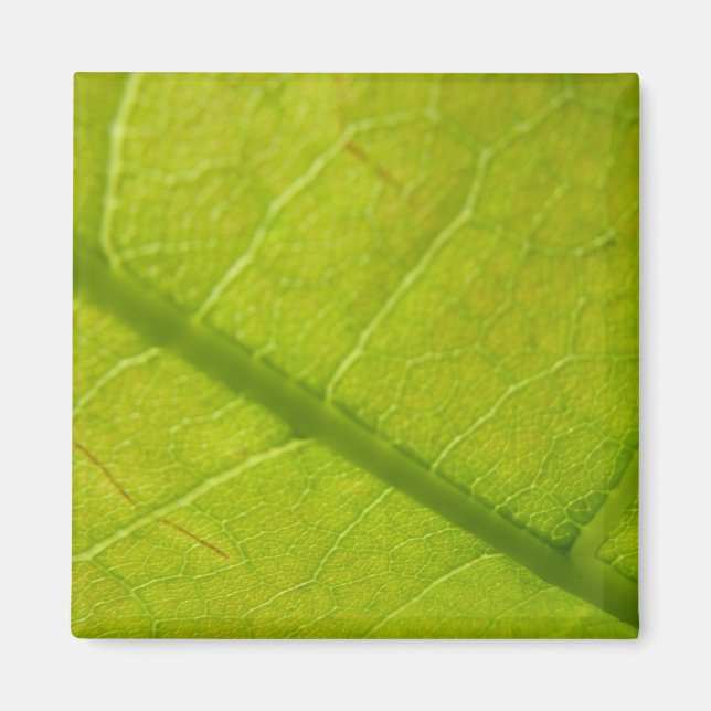 Green Leaf Nature Photography Magnet (Front)