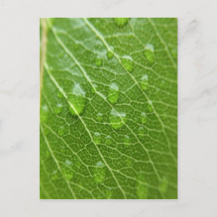 Green Leaf Postcard