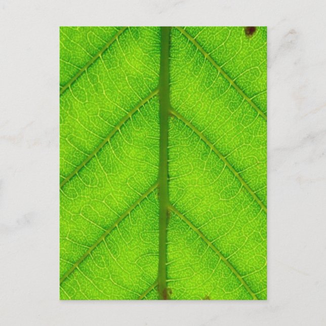 Green Leaf Postcard (Front)