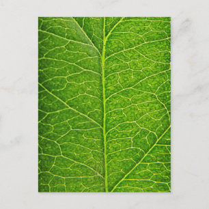 green leaf postcard