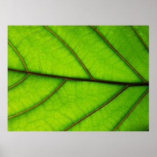 Green Leaf poster