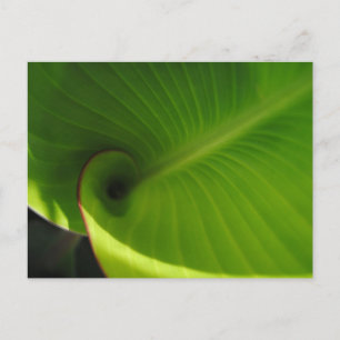 Green Leaf Swirl Postcard