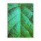 Green Leaf Texture Postcard