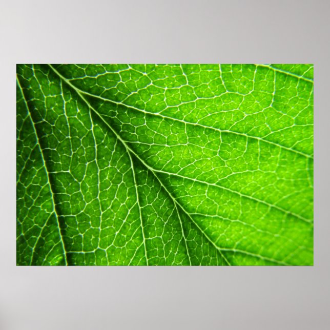 Green leaf texture poster (Front)