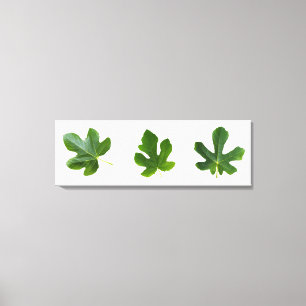 Green leafs closeup isolated on white background canvas print