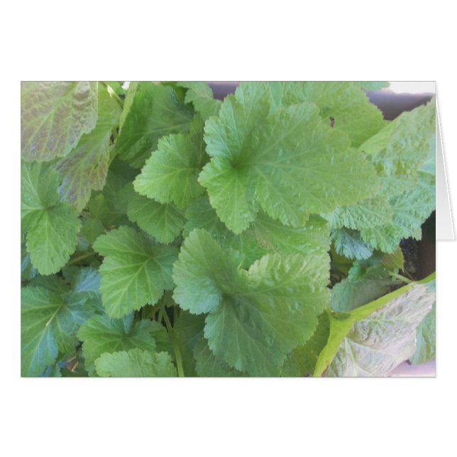 Green Leaves (Front Horizontal)