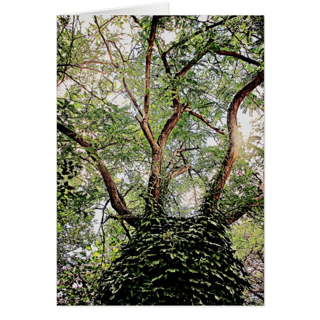 Green leaves all around (Front)