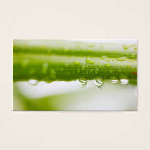 Green leaves background