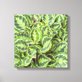 Green leaves canvas print