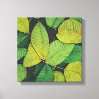 Green Leaves  Canvas Print