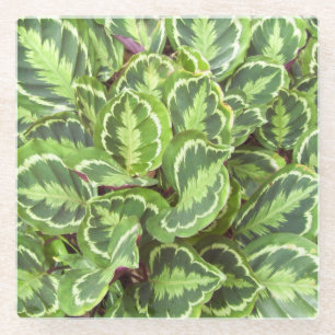 Green leaves glass coaster
