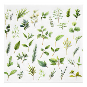 Green Leaves Herbarium Photo Print