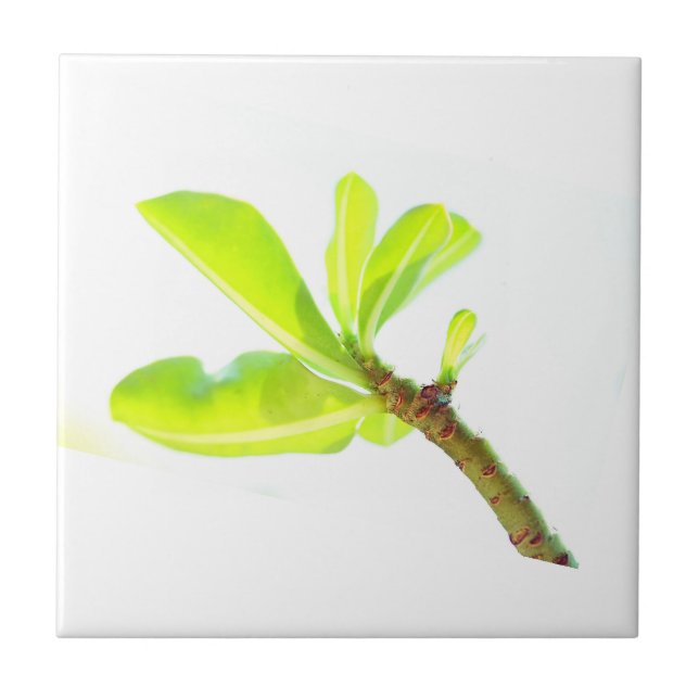 Green Leaves Kudu Lily Nature Feel Tile (Front)