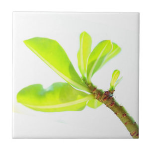 Green Leaves Kudu Lily Nature Feel Tile