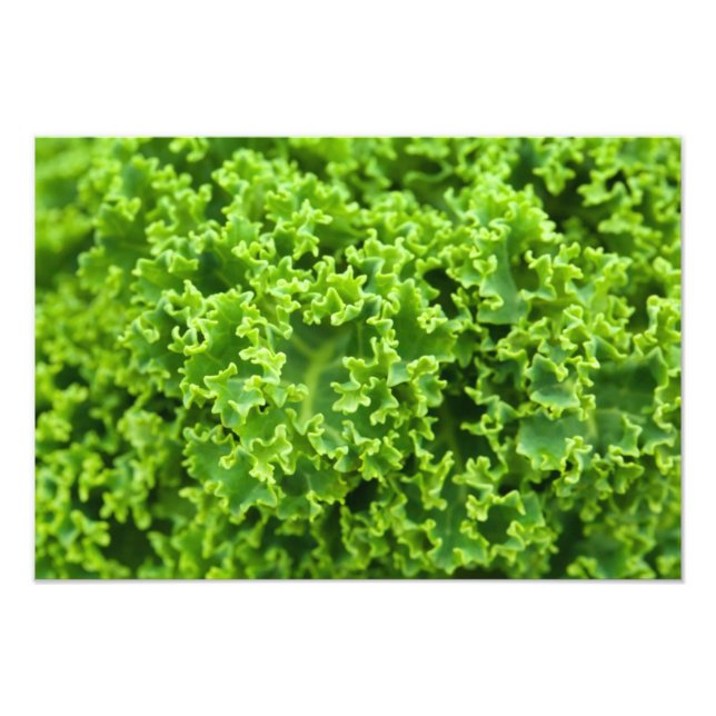 Green Leaves, Leaf Background, Leaf, Laves, Plant Photo Print (Front)