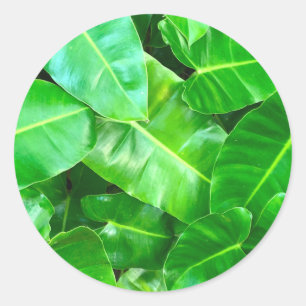 Green leaves Palm Leaf tropical foliage jungle  Classic Round Sticker