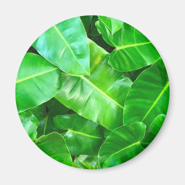 Green leaves Palm Leaf tropical foliage jungle  Magnet (Front)