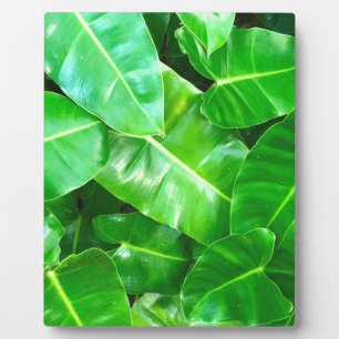 Green leaves Palm Leaf tropical foliage jungle Plaque