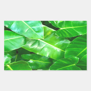 Green leaves Palm Leaf tropical foliage jungle  Rectangular Sticker
