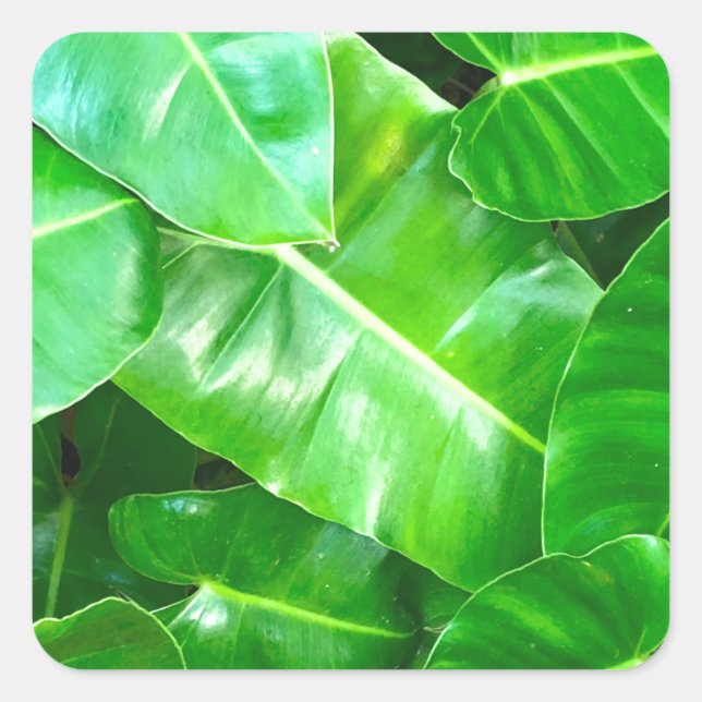 Green leaves Palm Leaf tropical foliage jungle  Square Sticker (Front)