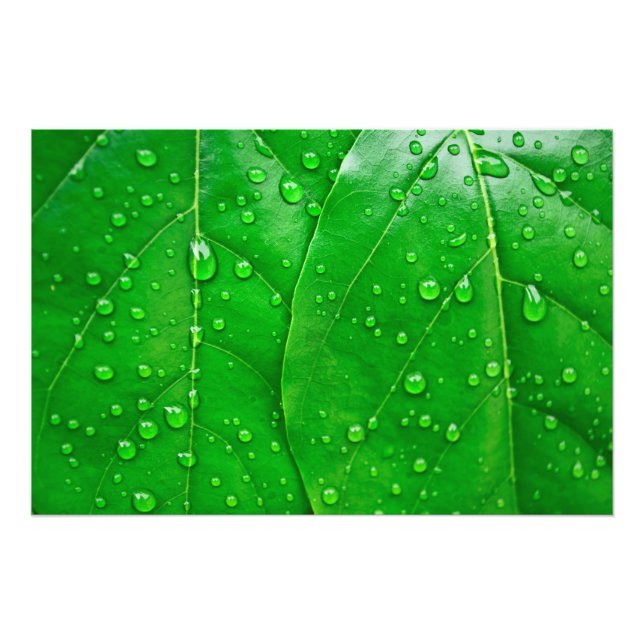Green Leaves Photo Print (Front)