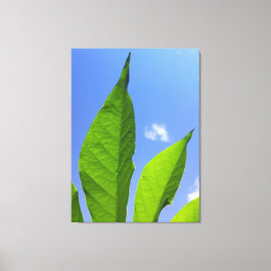 Green Leaves Reaching the Sky Canvas Print