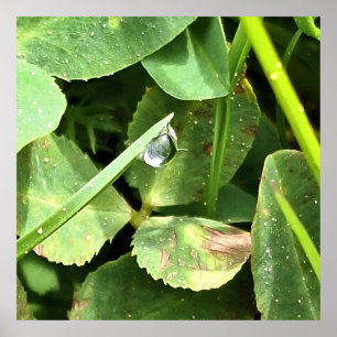 Green Leaves Romania - Botanical Foliage Wall Art