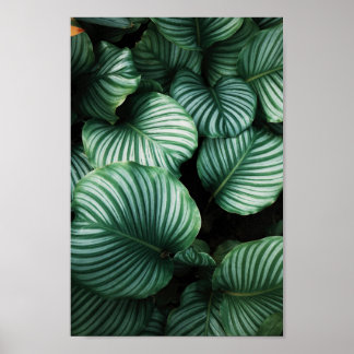 Green leaves with white stripes plant poster