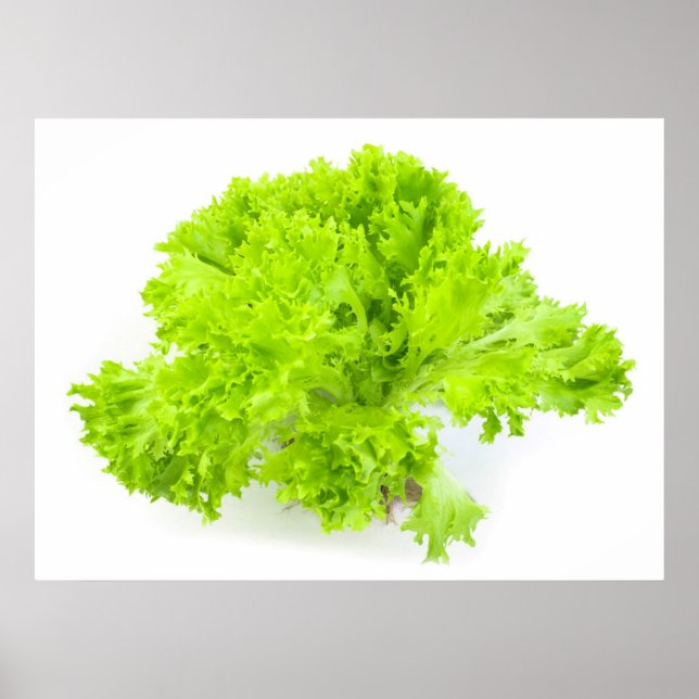 Green lettuce poster (Front)