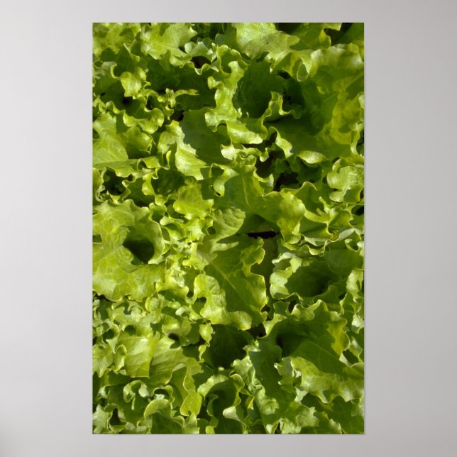 Green lettuce poster (Front)